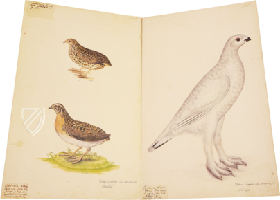 The Great Bird Book of Olof Rudbeck the Younger – Belser Verlag – Universitetsbibliotek Uppsala (Uppsala, Sweden)
