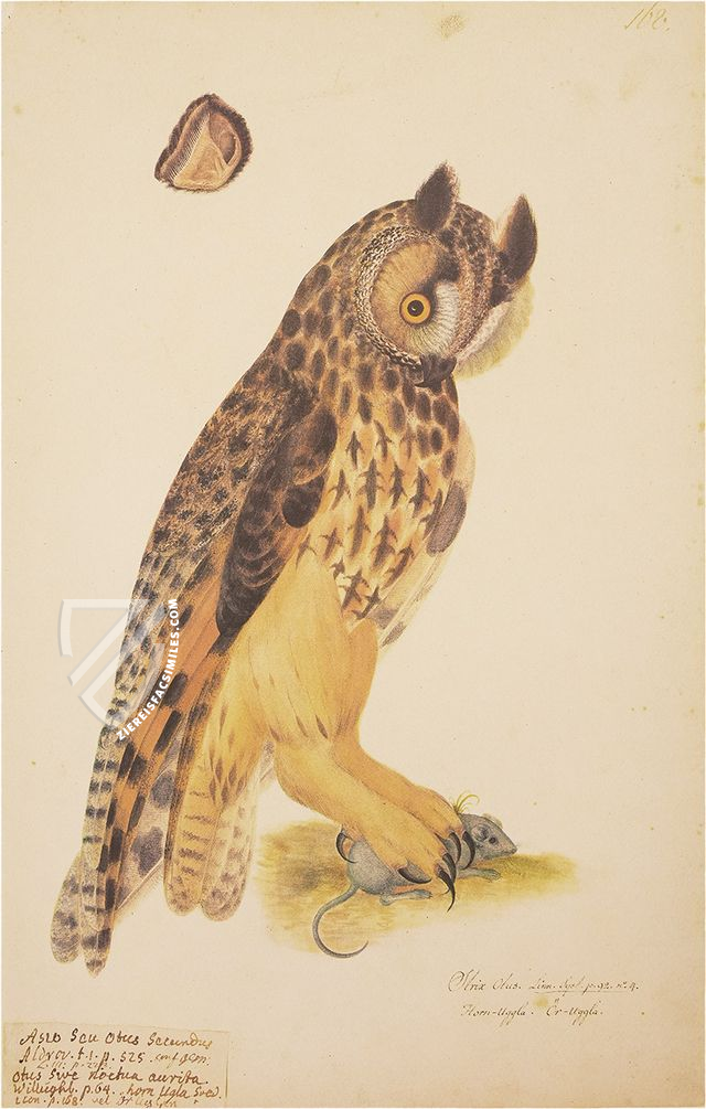 The Great Bird Book of Olof Rudbeck the Younger – Belser Verlag – Universitetsbibliotek Uppsala (Uppsala, Sweden) The Great Bird Book of Olof Rudbeck the Younger – Belser Verlag – Universitetsbibliotek Uppsala (Uppsala, Sweden)