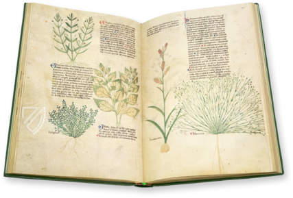 Egerton Tractatus de Herbis – British Library – MS Egerton 747 – British Library (London, United Kingdom)