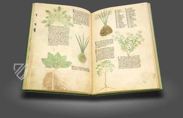 Egerton Tractatus de Herbis – British Library – MS Egerton 747 – British Library (London, United Kingdom)