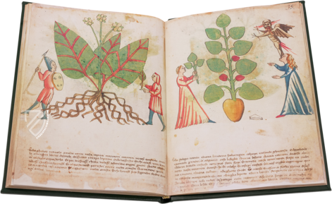 Secrets of Medicine – Imago – Codice Redi 165 – Biblioteca Medicea Laurenziana (Florence, Italy)