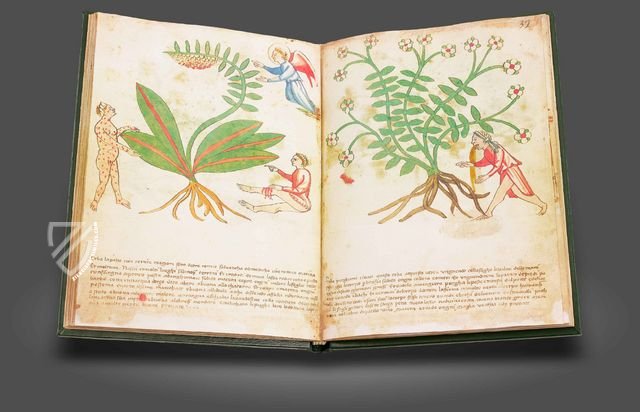 Secrets of Medicine – Imago – Codice Redi 165 – Biblioteca Medicea Laurenziana (Florence, Italy)