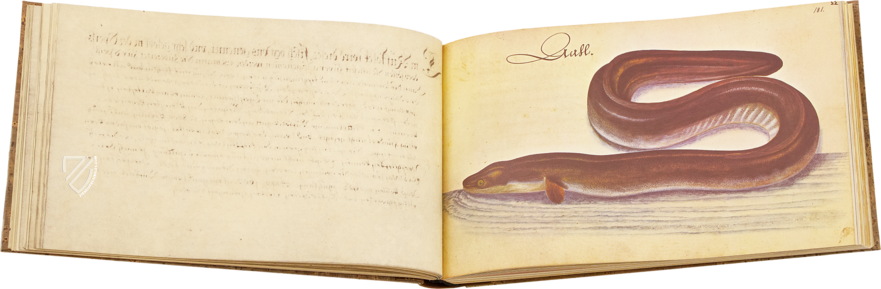 The Book of Birds, Fishes, and Animals 1666 – Müller & Schindler – 2° Ms. phys. et hist. nat. 3  – Universitätsbibliothek Kassel (Kassel, Germany)