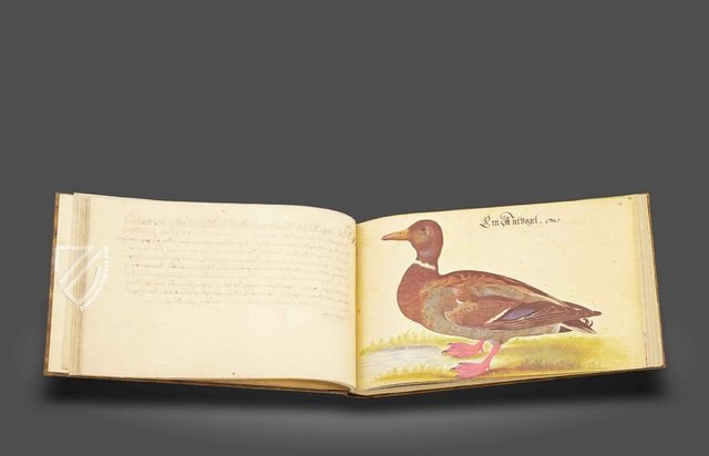 The Book of Birds, Fishes, and Animals 1666 – Müller & Schindler – 2° Ms. phys. et hist. nat. 3  – Universitätsbibliothek Kassel (Kassel, Germany)