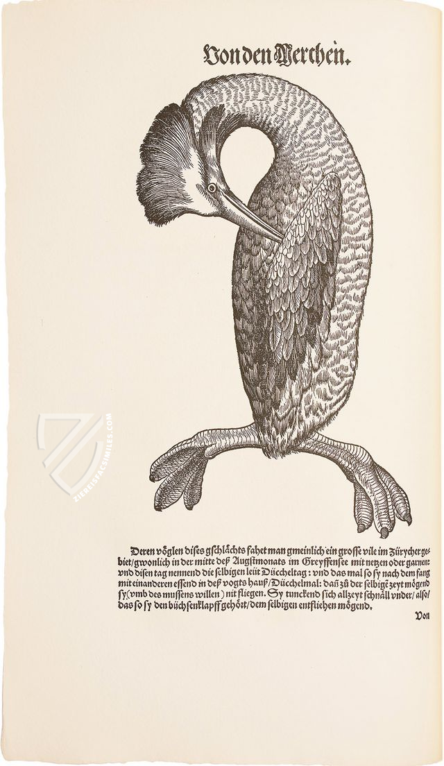 Conrad Gessner: Vogelbuch – Josef Stocker-Schmid – NS 4 | F – Zentralbibliothek Zürich (Zürich, Switzerland) Conrad Gessner: Vogelbuch – Josef Stocker-Schmid – NS 4 | F – Zentralbibliothek Zürich (Zürich, Switzerland)