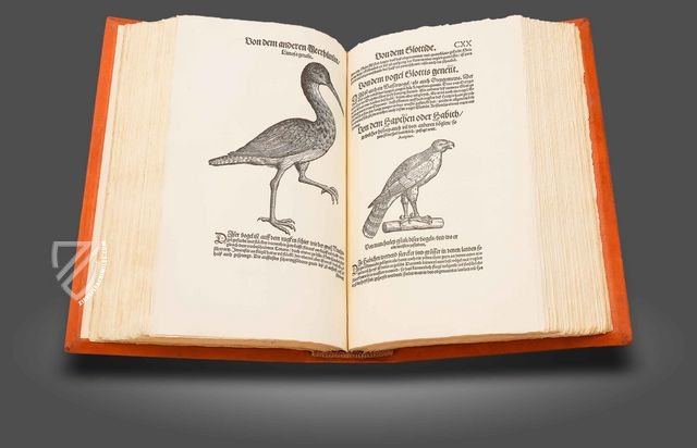 Conrad Gessner: Vogelbuch – Josef Stocker-Schmid – NS 4 | F – Zentralbibliothek Zürich (Zürich, Switzerland)