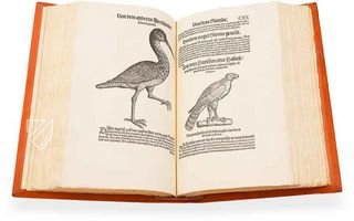 Conrad Gessner: Vogelbuch – Josef Stocker-Schmid – NS 4 | F – Zentralbibliothek Zürich (Zürich, Switzerland)