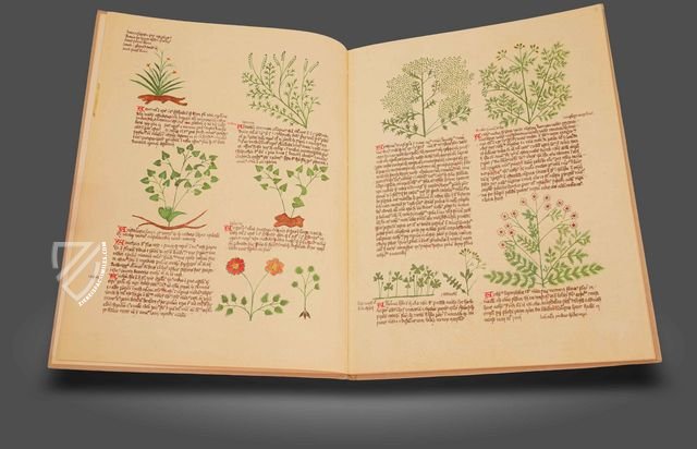 The Alsace circa instans - De simplici medicina – Sandoz – Ms. K. II. 11 – Universitätsbibliothek Basel (Basel, Switzerland)