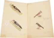 Das grosse Vogelbuch des Olof Rudbeck d. J. Facsimile Edition