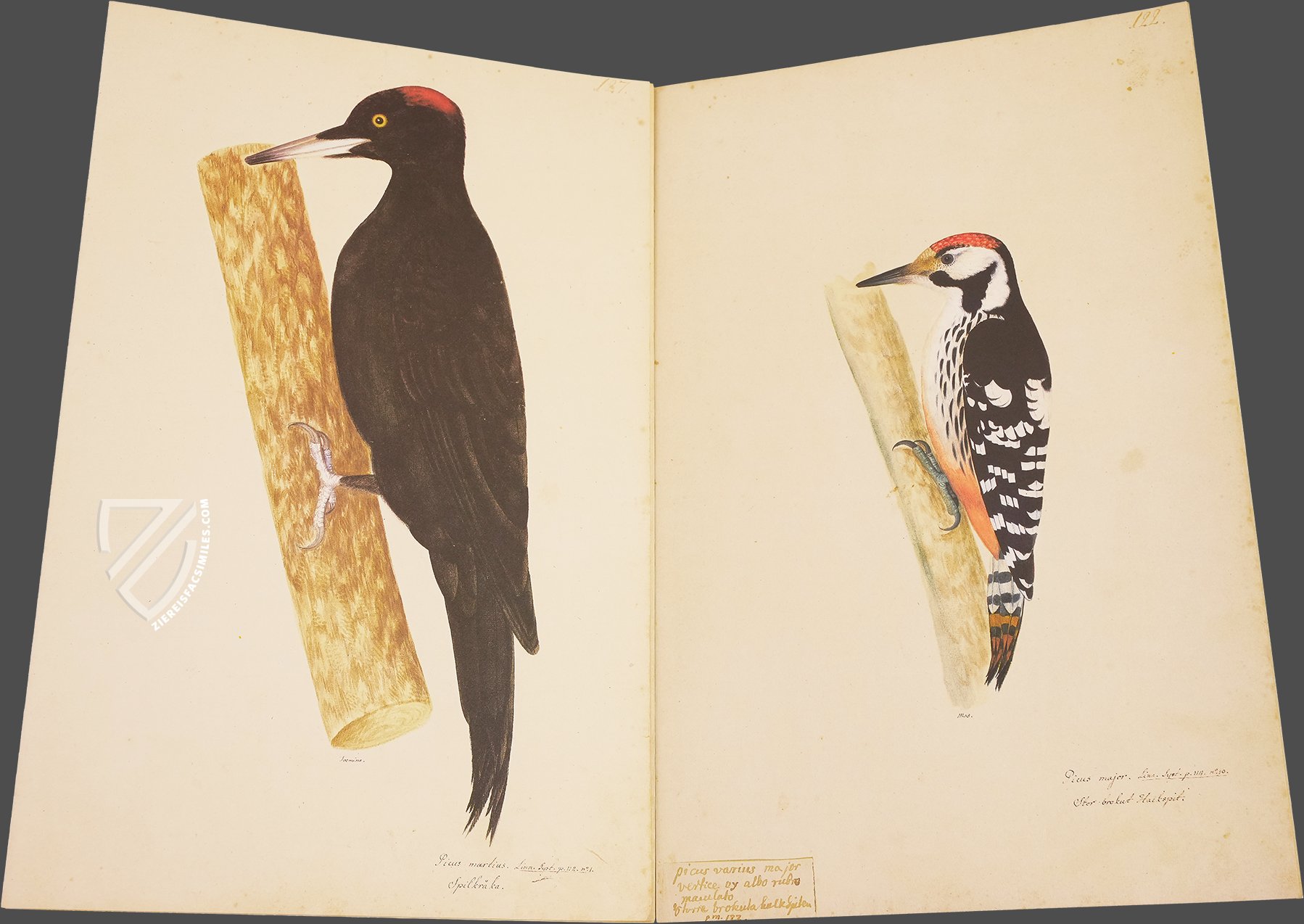 The Great Bird Book of Olof Rudbeck the Younger - Ziereis Facsimiles