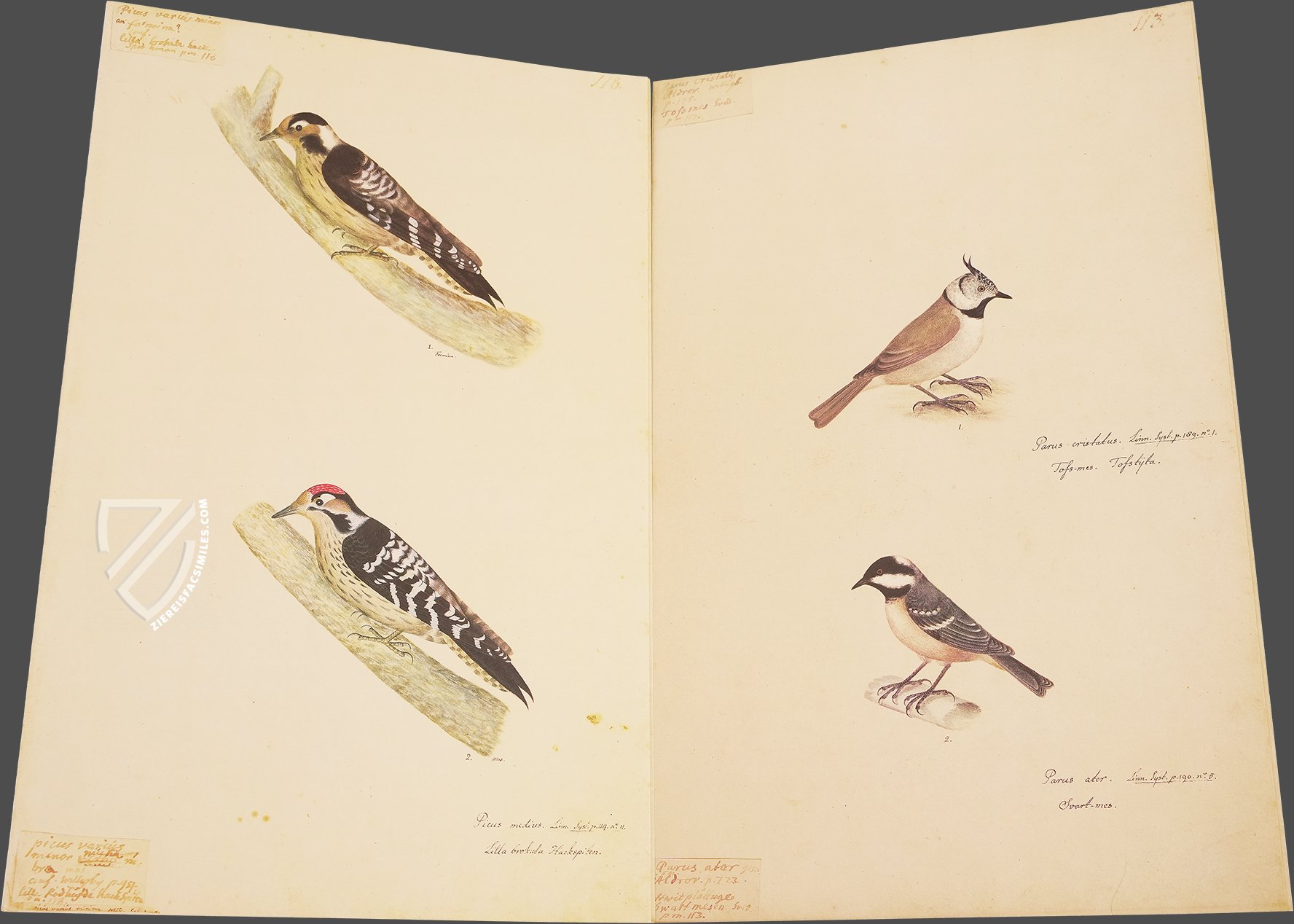 The Great Bird Book of Olof Rudbeck the Younger - Ziereis Facsimiles