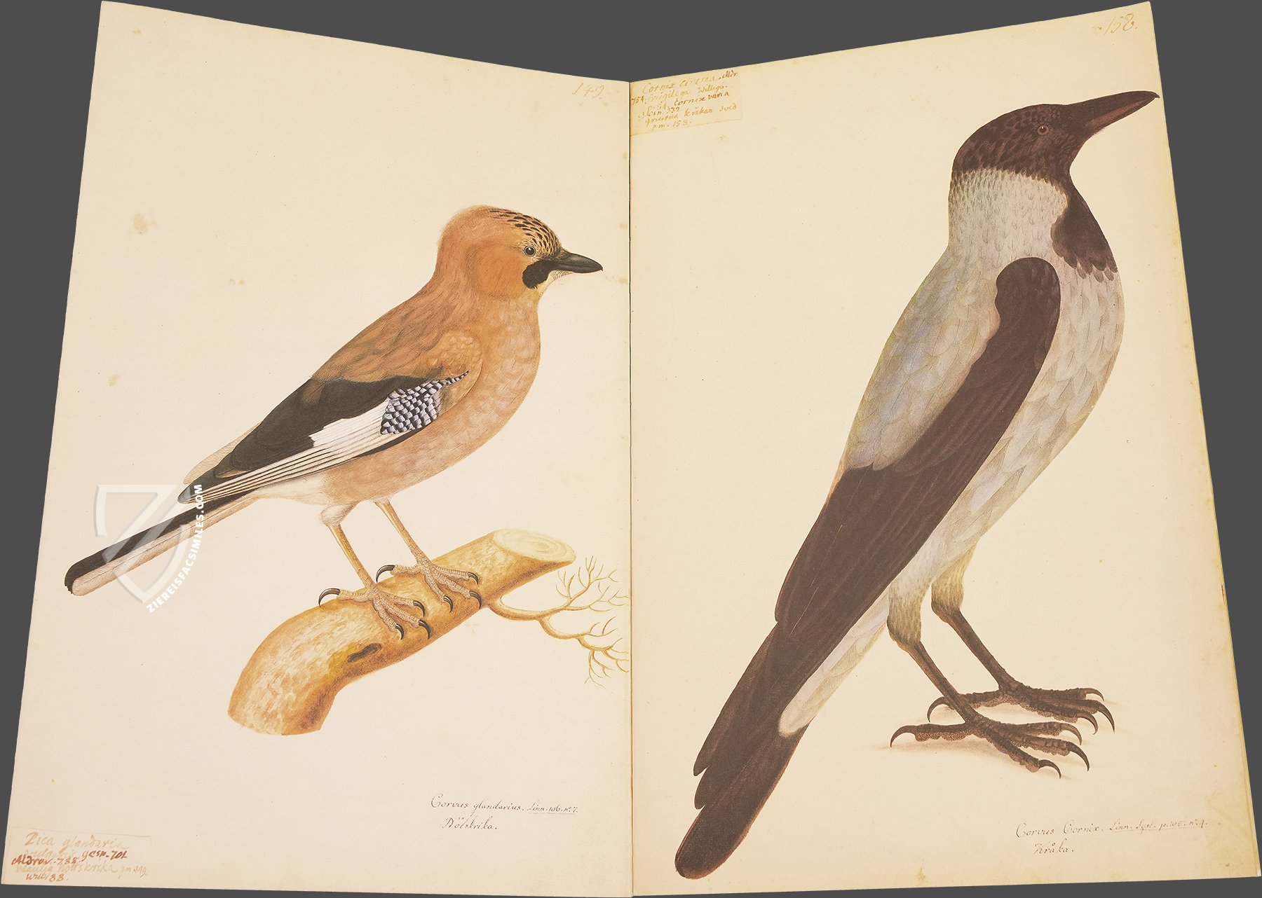 The Great Bird Book of Olof Rudbeck the Younger - Ziereis Facsimiles