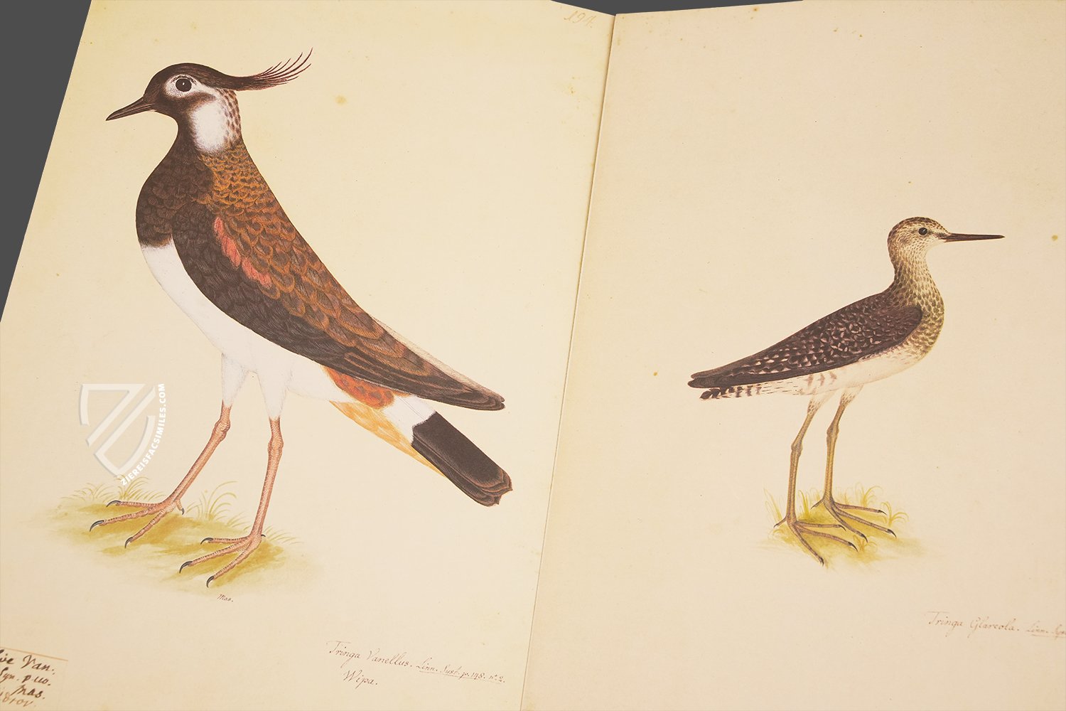 The Great Bird Book of Olof Rudbeck the Younger - Ziereis Facsimiles