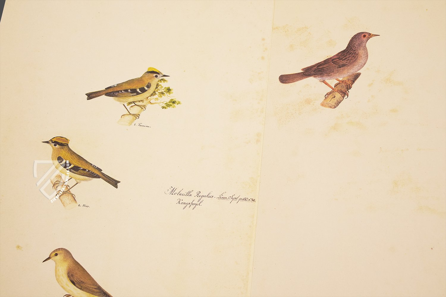 The Great Bird Book of Olof Rudbeck the Younger - Ziereis Facsimiles