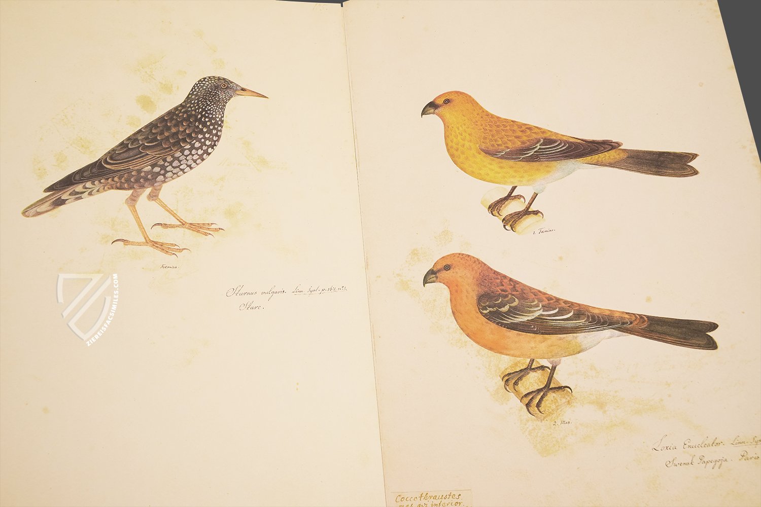 The Great Bird Book of Olof Rudbeck the Younger - Ziereis Facsimiles