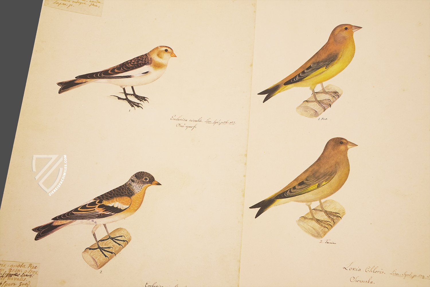 The Great Bird Book of Olof Rudbeck the Younger - Ziereis Facsimiles