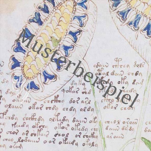 Das Kalligraphiebuch von Johann Caspar Winterlin