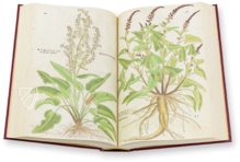 De Historia Stirpium - Leonhart Fuchs – Aboca Museum – Biblioteca Antiqua di Aboca Museum (Sansepolcro, Italy)