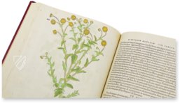 De Historia Stirpium - Leonhart Fuchs – Aboca Museum – Biblioteca Antiqua di Aboca Museum (Sansepolcro, Italy)