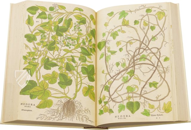 De Historia Stirpium - Leonhart Fuchs – Aboca Museum – Biblioteca Antiqua di Aboca Museum (Sansepolcro, Italy)