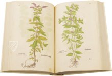 De Historia Stirpium - Leonhart Fuchs – Aboca Museum – Biblioteca Antiqua di Aboca Museum (Sansepolcro, Italy)