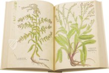 De Historia Stirpium - Leonhart Fuchs – Aboca Museum – Biblioteca Antiqua di Aboca Museum (Sansepolcro, Italy)