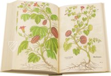 De Historia Stirpium - Leonhart Fuchs – Aboca Museum – Biblioteca Antiqua di Aboca Museum (Sansepolcro, Italy)