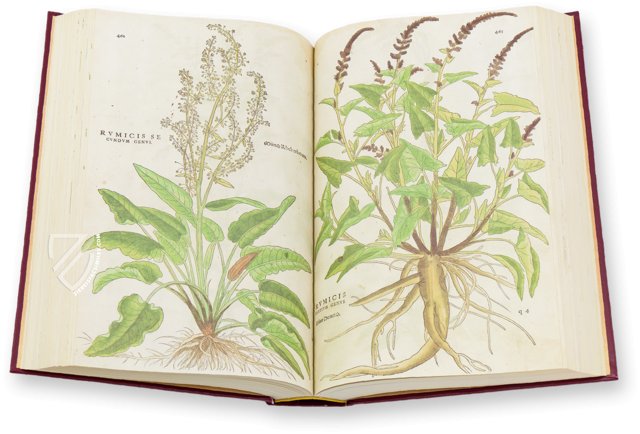 De Historia Stirpium - Leonhart Fuchs – Aboca Museum – Bibliotheca Antiqua di Aboca Museum (Sansepolcro, Italy)