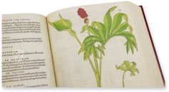 De Historia Stirpium - Leonhart Fuchs – Aboca Museum – Bibliotheca Antiqua di Aboca Museum (Sansepolcro, Italy)