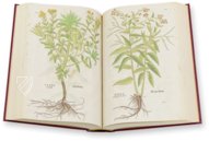 De Historia Stirpium - Leonhart Fuchs – Aboca Museum – Bibliotheca Antiqua di Aboca Museum (Sansepolcro, Italy)