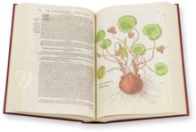 De Historia Stirpium - Leonhart Fuchs – Aboca Museum – Bibliotheca Antiqua di Aboca Museum (Sansepolcro, Italy)