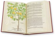 De Historia Stirpium - Leonhart Fuchs – Aboca Museum – Bibliotheca Antiqua di Aboca Museum (Sansepolcro, Italy)