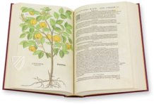 De Historia Stirpium - Leonhart Fuchs – Aboca Museum – Bibliotheca Antiqua di Aboca Museum (Sansepolcro, Italy)