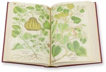 De Historia Stirpium - Leonhart Fuchs – Aboca Museum – Bibliotheca Antiqua di Aboca Museum (Sansepolcro, Italy)