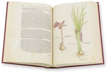 De Historia Stirpium - Leonhart Fuchs – Aboca Museum – Bibliotheca Antiqua di Aboca Museum (Sansepolcro, Italy)