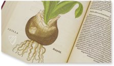 De Historia Stirpium - Leonhart Fuchs – Aboca Museum – Bibliotheca Antiqua di Aboca Museum (Sansepolcro, Italy)