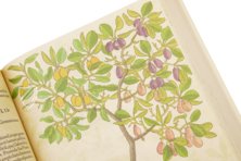 De Historia Stirpium - Leonhart Fuchs – Aboca Museum – Bibliotheca Antiqua di Aboca Museum (Sansepolcro, Italy)