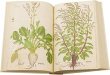 De Historia Stirpium - Leonhart Fuchs – Aboca Museum – Bibliotheca Antiqua di Aboca Museum (Sansepolcro, Italy)