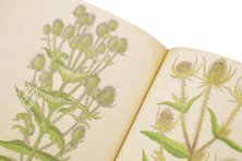 De Historia Stirpium - Leonhart Fuchs – Aboca Museum – Bibliotheca Antiqua di Aboca Museum (Sansepolcro, Italy)