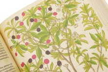 De Historia Stirpium - Leonhart Fuchs – Aboca Museum – Bibliotheca Antiqua di Aboca Museum (Sansepolcro, Italy)