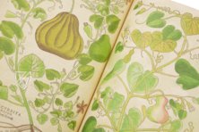 De Historia Stirpium - Leonhart Fuchs – Aboca Museum – Bibliotheca Antiqua di Aboca Museum (Sansepolcro, Italy)