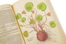 De Historia Stirpium - Leonhart Fuchs – Aboca Museum – Bibliotheca Antiqua di Aboca Museum (Sansepolcro, Italy)