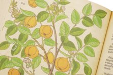 De Historia Stirpium - Leonhart Fuchs – Aboca Museum – Bibliotheca Antiqua di Aboca Museum (Sansepolcro, Italy)