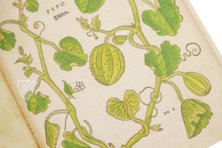 De Historia Stirpium - Leonhart Fuchs – Aboca Museum – Bibliotheca Antiqua di Aboca Museum (Sansepolcro, Italy)