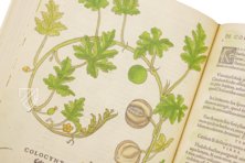 De Historia Stirpium - Leonhart Fuchs – Aboca Museum – Bibliotheca Antiqua di Aboca Museum (Sansepolcro, Italy)