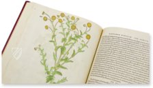 De Historia Stirpium - Leonhart Fuchs – Biblioteca Antiqua di Aboca Museum (Sansepolcro, Italy) Facsimile Edition