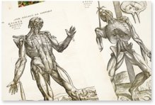 De Humani Corporis Fabrica - Andreas Vesalius – Biblioteka Uniwersytecka Mikołaj Kopernik w Toruniu (Toruń, Poland) Facsimile Edition