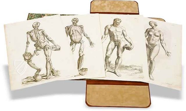 Through Flesh and Bones: The Remarkable Story of Andreas Vesalius | Ancient  Origins