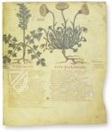 Dioscorides Neapolitanus – Ms. ex Vindob. gr. 1 – Biblioteca Nazionale "Vittorio Emanuele III" (Naples, Italy) Facsimile Edition