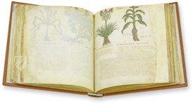 Dioscorides Neapolitanus – Ms. ex Vindob. gr. 1 – Biblioteca Nazionale "Vittorio Emanuele III" (Naples, Italy) Facsimile Edition